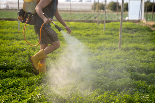Best Ant Control Services  in Rainier, WA